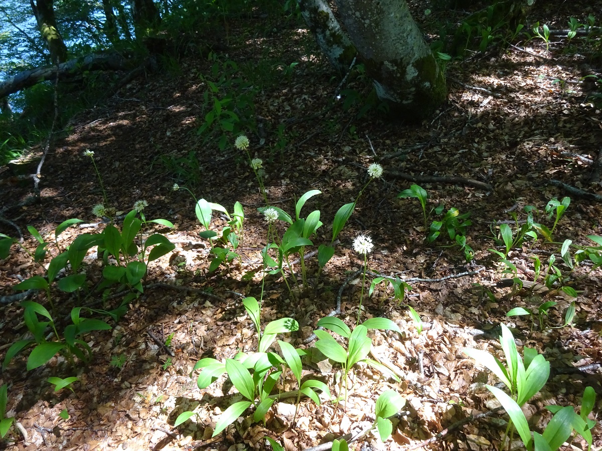 Allium victorialis (Amaryllidaceae)